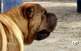 Merely Human Ministries | The Unexpectedly Beautiful Mess from an Unexpected Life 2026