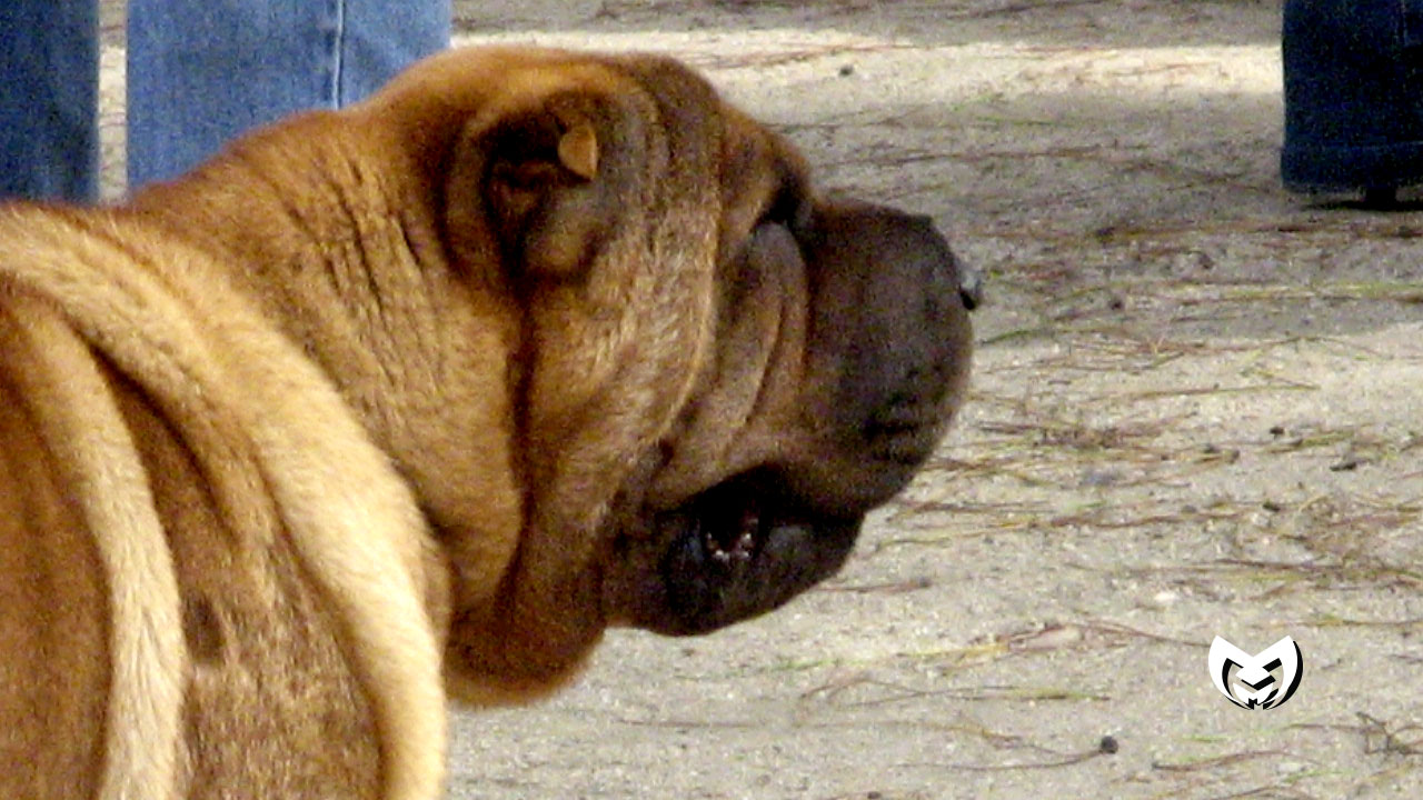 Merely Human Ministries | The Unexpectedly Beautiful Mess from an Unexpected Life 2026